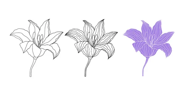 Handgezeichnetes Lilly Blumen Set Für Die Gestaltung Von Logo Oder — Stockvektor