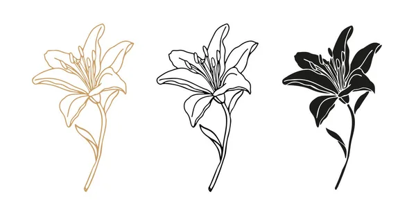 stock vector Lilly flower hand drawn set for design of logo or tattoo