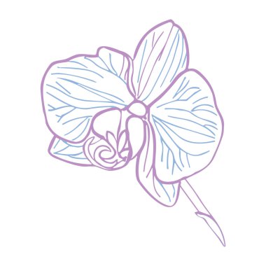 Orkide tropikal çiçek başı. Kart tasarımı veya davet, logo için pastel renkte vektör el çizimi.