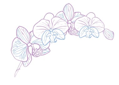 Orkide tropikal çiçek dalı. Kart veya davetiye tasarımı için vektör çizgisi çizimi, logo.