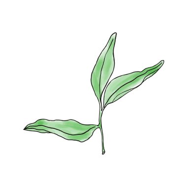 Çay suluboya resim yapar. Kartpostal, düğün, etiket, teşekkür kartı, kapak, logo, kozmetik, kağıt için el çizimi vektör çizimi. Beyaz arkaplanda izole et