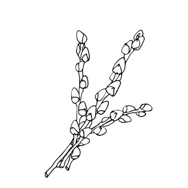 Paskalya Kedileri 'nin bahar dalı Willow mürekkep çizimi kart, davetiye, boyama kitabı, albüm tasarımı için. Beyaz arkaplanda vektör izole et.