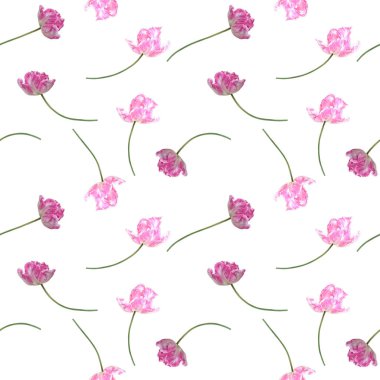 Pembe papağan laleleri tekstil tasarımı için kusursuz desen, albüm kağıdı, ambalaj, kumaş, duvar kağıdı. Hassas çiçek açan vektör arkaplanı.