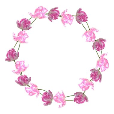 Pembe lalelerden yapılmış bir kalp. Çiçekler spiral bir düzende dizilmiş. Sirke beyaz bir arka plan ile çevrili. Papağan pembe laleler.