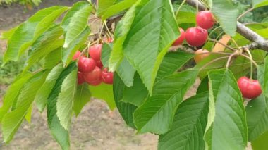 Yeşil yapraklı tatlı kiraz dalı Tatlı yaz meyvesi. Yüksek kaliteli HD görüntüler