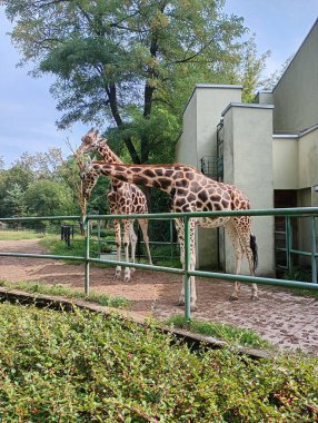 Hayvanat bahçesinde duran bir zürafa. Zürafa kameraya bakıyor. Arka planda birkaç kişi var, bazıları zürafaya bakıyor.
