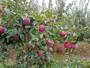 An apple tree laden with ripe, red apples. The leaves are a deep green color. The background is an orchard with other apple trees. The photo perfectly captures the atmosphere of autumn. clipart