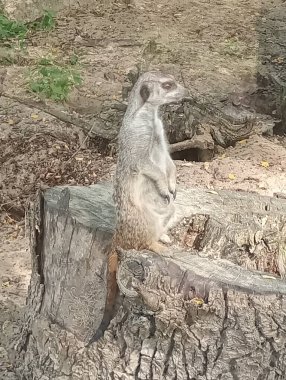 Küçük bir hayvan mirketi kütüğün üzerinde duruyor. Kütük kahverengi ve pürüzlü bir dokusu var. Ceylan sağa bakıyor..