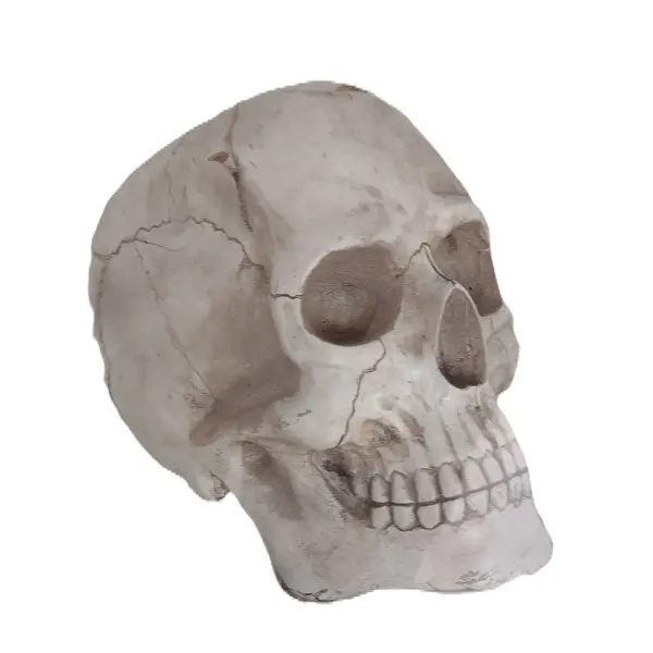 Gerçekçi insan kafatası çizimi. Tıbbi, anatomik veya gotik tasarımlar için ideal.