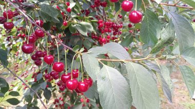 Parlak kırmızı meyvelerle dolu bir kiraz ağacının yakın plan görüntüsü. Yapraklar canlı yeşil ve meyve bahçesinden süzülen güneş ışığı neşeli bir yaz atmosferi yaratıyor. Yüksek kalite fotoğraf