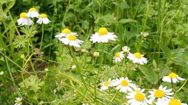 Parlak sarı merkezli beyaz papatyalar yeşil çayır boyunca yayılıyor. Hafif meltemde usulca sallanırken güneş ışığı narin güzelliklerini arttırır. Yüksek kalite fotoğraf