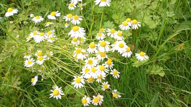 Sıcak öğle güneşi altında yemyeşil bir çayırda narin beyaz papatyalar canlı bir şekilde çiçek açar. Yüksek kalite fotoğraf