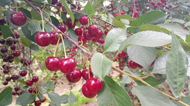 Parlak kırmızı meyvelerle dolu bir kiraz ağacının yakın plan görüntüsü. Yapraklar canlı yeşil ve meyve bahçesinden süzülen güneş ışığı neşeli bir yaz atmosferi yaratıyor. Yüksek kalite fotoğraf