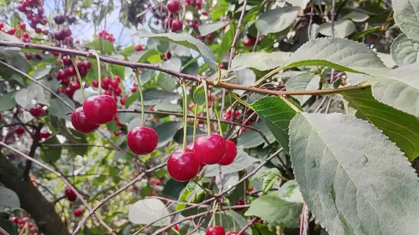 Parlak kırmızı meyvelerle dolu bir kiraz ağacının yakın plan görüntüsü. Yapraklar canlı yeşil ve meyve bahçesinden süzülen güneş ışığı neşeli bir yaz atmosferi yaratıyor. Yüksek kalite fotoğraf