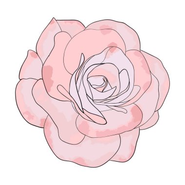 Kamelya çiçekleri beyaz arka planda izole edilmiş ilkbahar için kamelya ve gül çiçeği başlığı baş suluboya vektörü. Vektör illüstrasyonu.