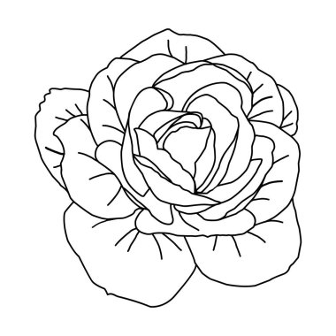 El çizimi güller ambalaj, sosyal medya paylaşımı, kapak, afiş, yaratıcı post ve duvar sanatları için sanat eserleri. Ayrı çizilmiş gül tomurcuğu çizimleri siyah renkte. Beyaz arkaplanda tasarım için vektör illüstrasyonu