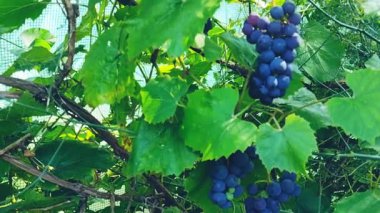 Sarayda şarap yapmak için koyu üzümler, sonbahar hasadı.