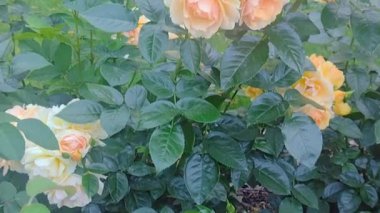 Zarif bir sabah bahçesinde yeşil bir çalıda turuncu gül çiçeği çelengi. Bol bol çiçek açar.