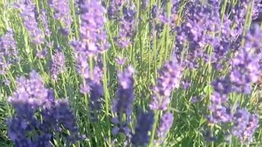 Mor lavanta çiçekleri tarlası ve küçük arı uçuşu.