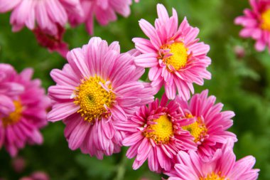 Gerbera Çiçekleri Agaisnot Yeşil Bulanık Arkaplan
