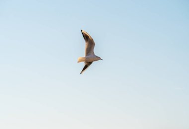 Martılar Ohri Gölü üzerinde uçar, doğal arka plan