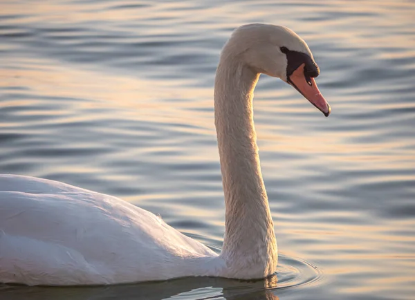 stock image Beautiful View Of A Graceful Swan In Lake