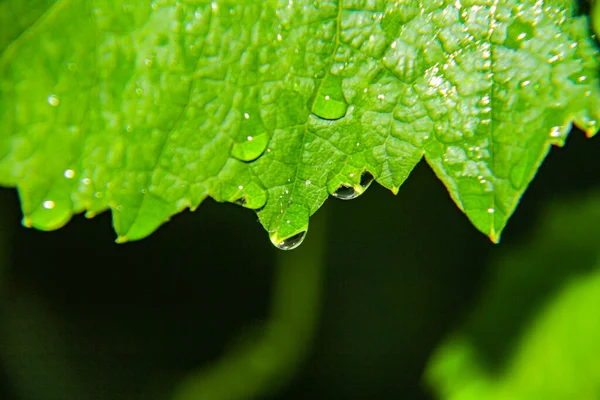 Makro Grüne Blatt Regentropfen Nahaufnahme — Stockfoto