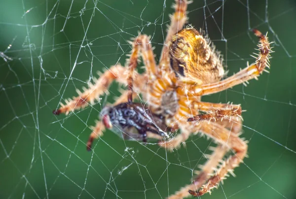 Spinne Netz Frisst Fliege Aus Nächster Nähe — Stockfoto