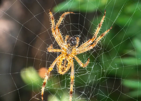 Spider Web Τρώνε Μύγα Κοντά — Φωτογραφία Αρχείου