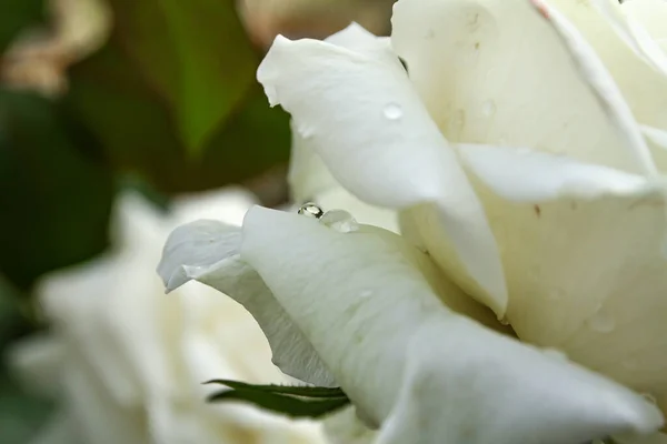 Roses Blanches Dans Jardin Avec Des Gouttes Pluie Macro — Photo
