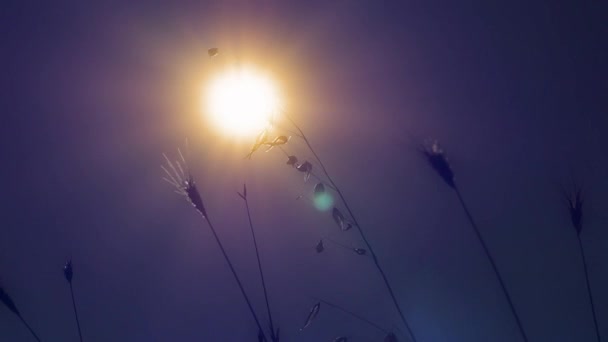 Ηλιοβασίλεμα Γρασίδι Κατατεθεί Κοντά — Αρχείο Βίντεο