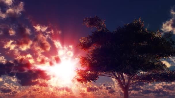 草原の夕日の一本の秋の木 — ストック動画