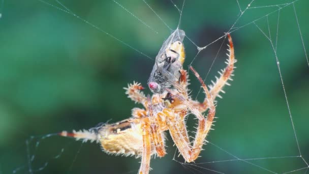 Pavouk Pavučině Pojídá Mouchu Zavřít — Stock video