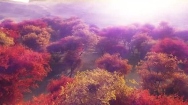 Sonbahar ormanı güneş ışığı 4k