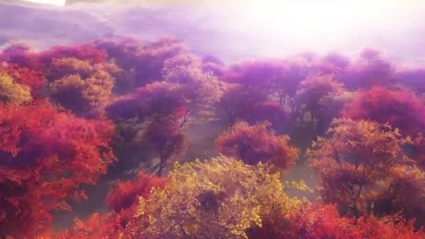 Powyżej Jesieni Las Promień Słońca — Wideo stockowe