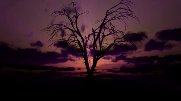 Martwe Stare Drzewo Wschód Słońca Upływ Czasu — Wideo stockowe