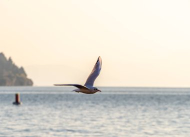Martılar Ohri Gölü üzerinde uçar, doğal arka plan