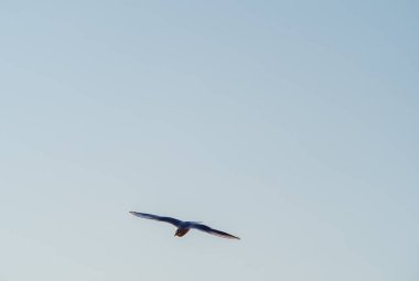 Martılar Ohri Gölü üzerinde uçar, doğal arka plan