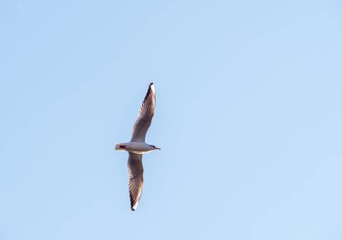 Martılar Ohri Gölü üzerinde uçar, doğal arka plan