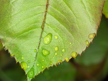 makro yeşil yaprak yağmur damlası, kapat