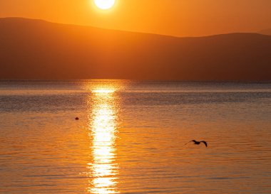 Seagull fly over lake sunset gold sky