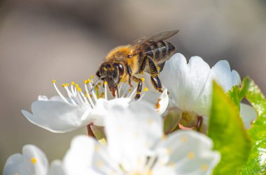 Bahçe makrosunda bahar arısı çiçekli kiraz, yakın çekim