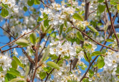 Bahçe makrosunda kiraz çiçeği, yakın çekim
