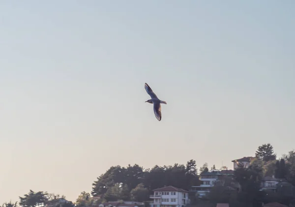 Γλάροι Πετούν Πάνω Από Λίμνη Οχρίδα Φυσικό Υπόβαθρο — Φωτογραφία Αρχείου