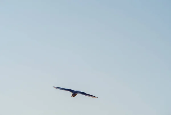 Γλάροι Πετούν Πάνω Από Λίμνη Οχρίδα Φυσικό Υπόβαθρο — Φωτογραφία Αρχείου