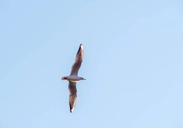 갈매기는 오흐리드 자연의 배경을 날아다닌다 — 스톡 사진