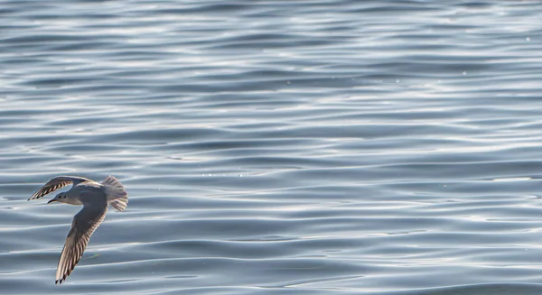 カモメがオリード湖を飛びます — ストック写真
