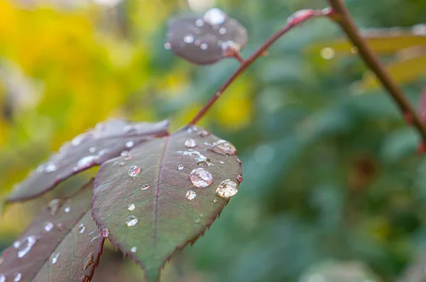 Μακροπράσινο Φύλλο Βροχή Πτώση Κοντά — Φωτογραφία Αρχείου