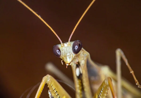 Μακρό Γυναικείο Ευρωπαϊκό Mantis Κοντινό Πλάνο — Φωτογραφία Αρχείου