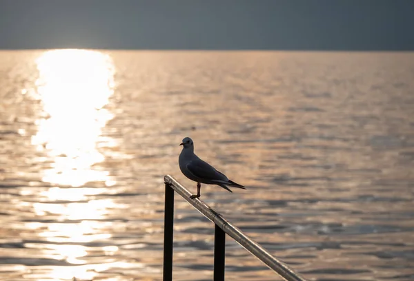 Vogel Möwe Stehen Sonnenuntergang See Sonnenuntergang — Stockfoto